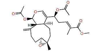 Acalycigorgin B